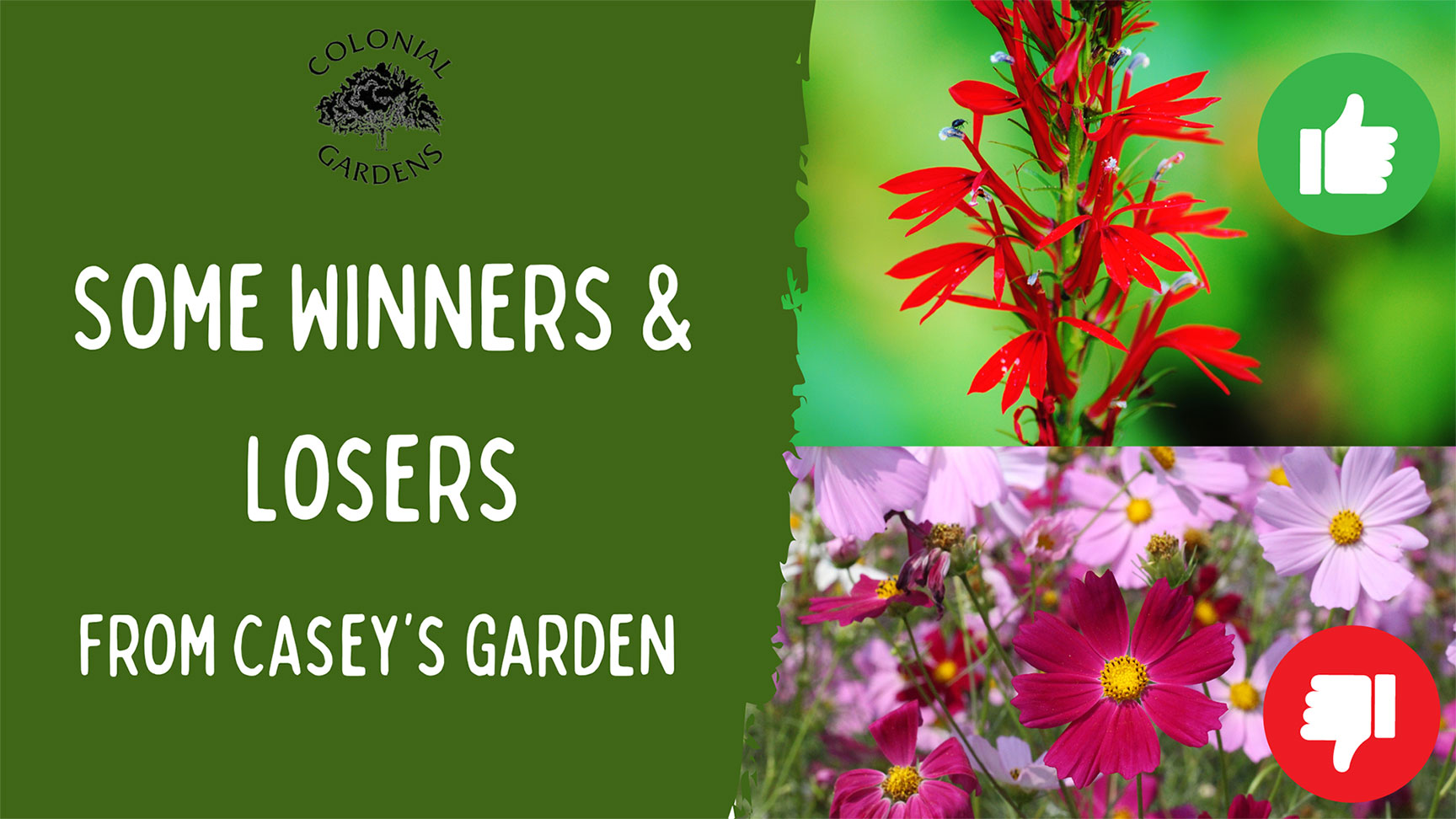 Some Winners & Losers from Casey's Garden