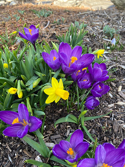 Crocus and daffodils