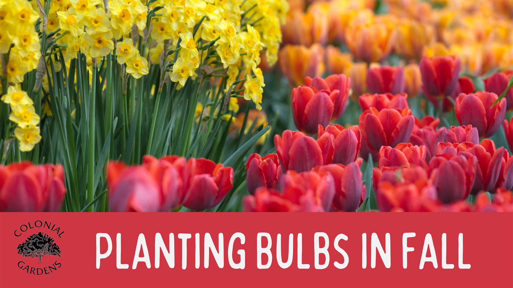 Planting bulbs in fall