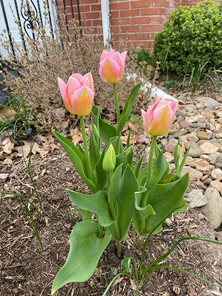 tulips