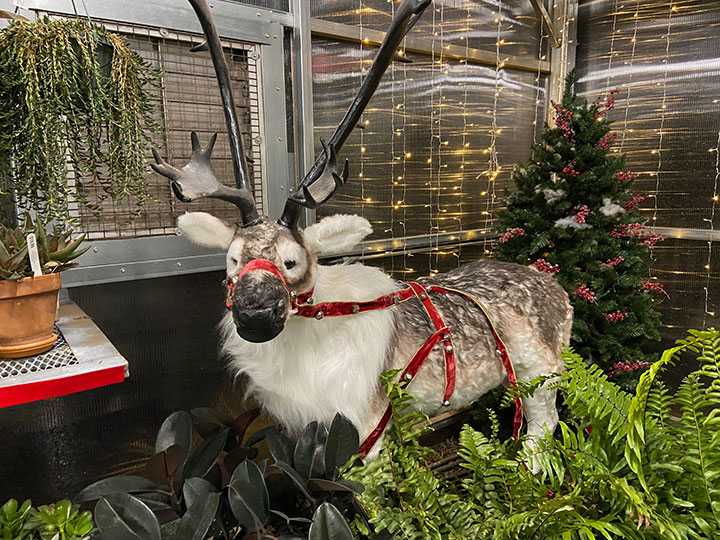 Colonial Gardens Christmas shop - reindeer