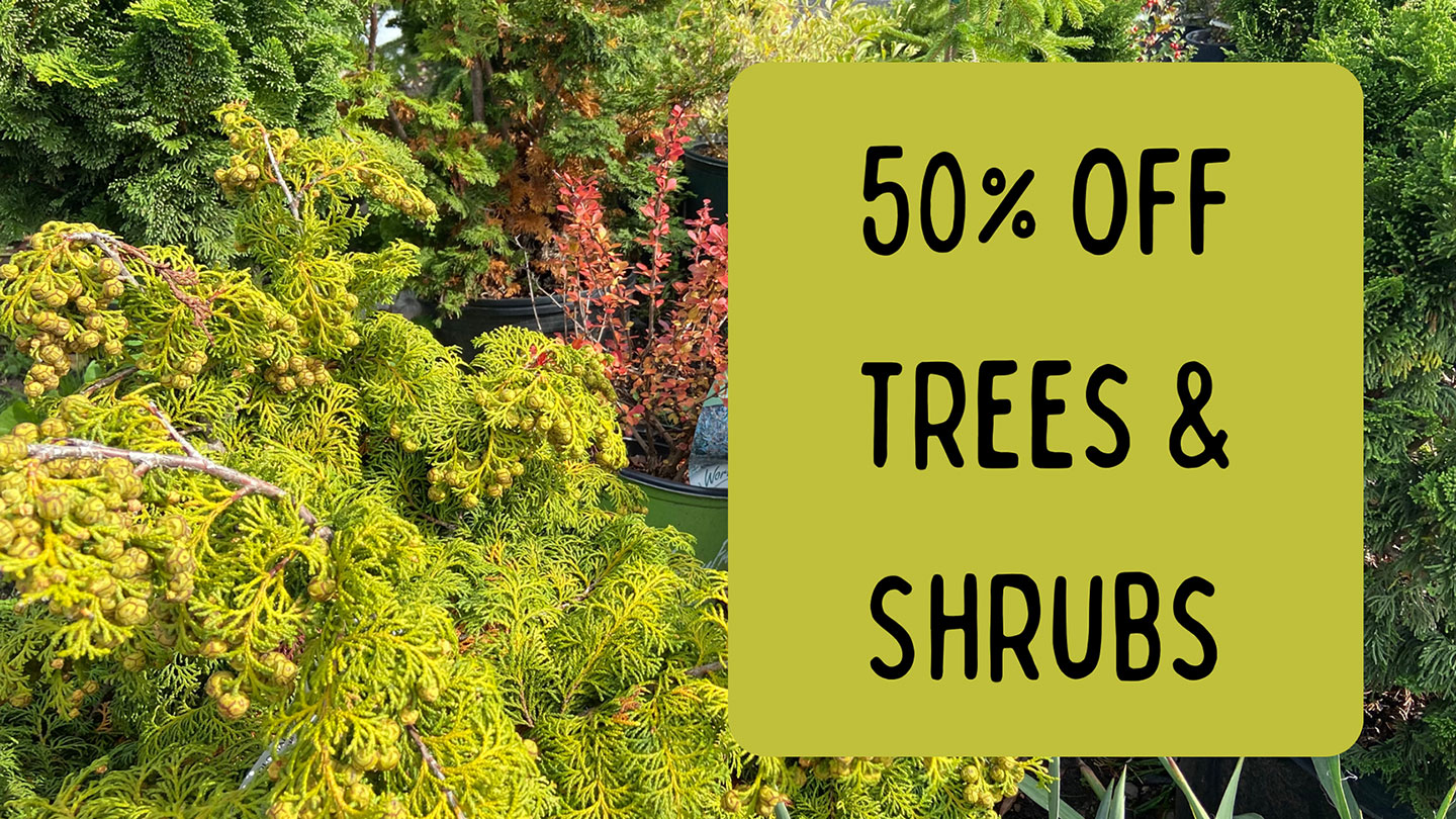 50% off trees and shrubs