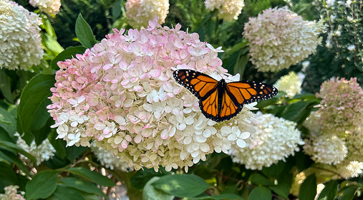 Butterfly during festival