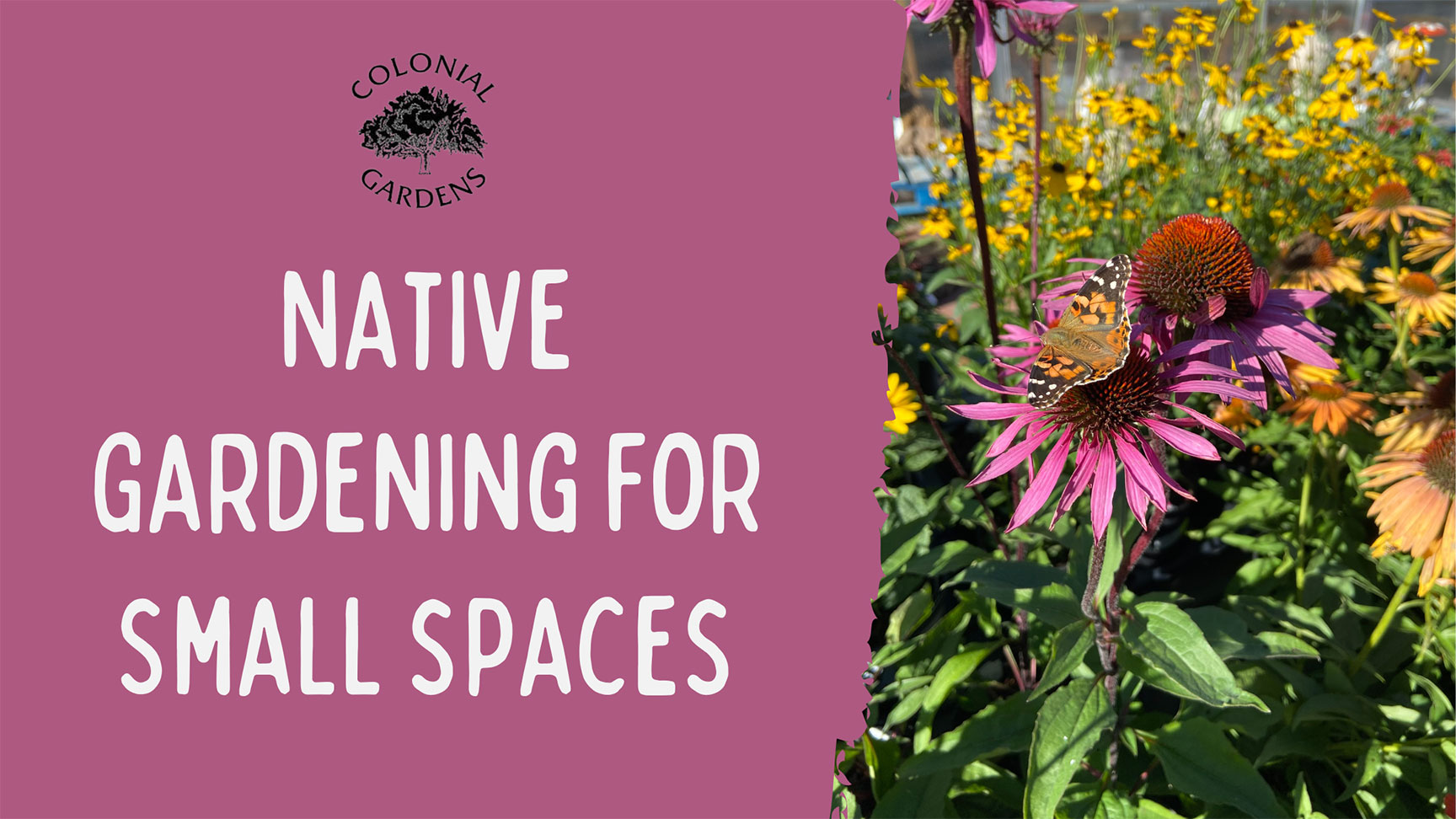 Native Gardening for Small Spaces