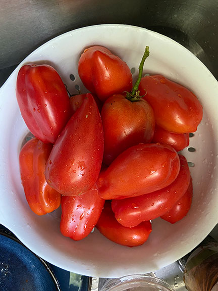 tomato harvest