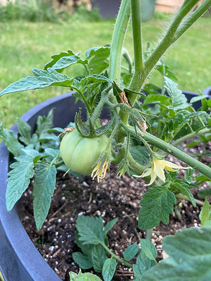 tomatoes in container