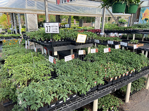tomato plants