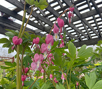 Bleeding Hearts