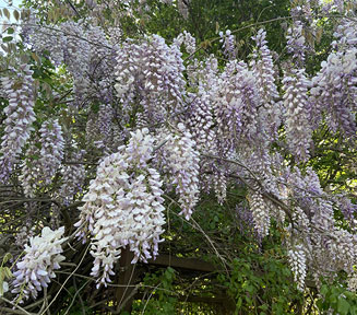 Chinese Wisteria