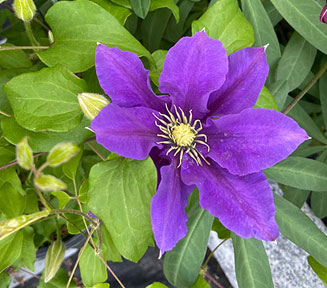 Dark purple clematis