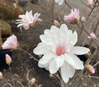 Little Girl Magnolia