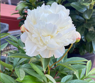 White Peony