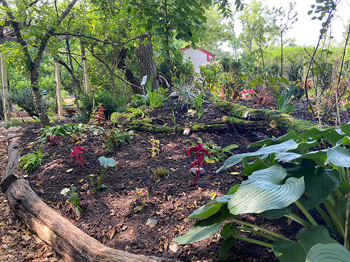 Fairy garden plants