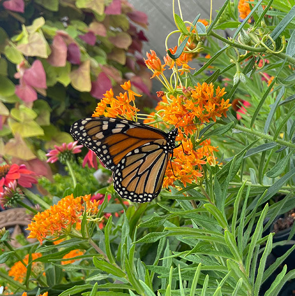 Butterfly at Colonial Gardens