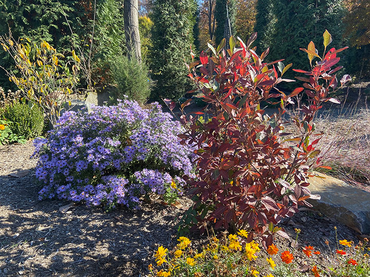 Brandywine Viburnum