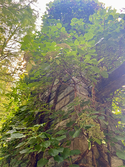 Climbing Hydrangeas