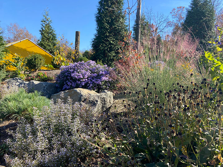 Fall flowers