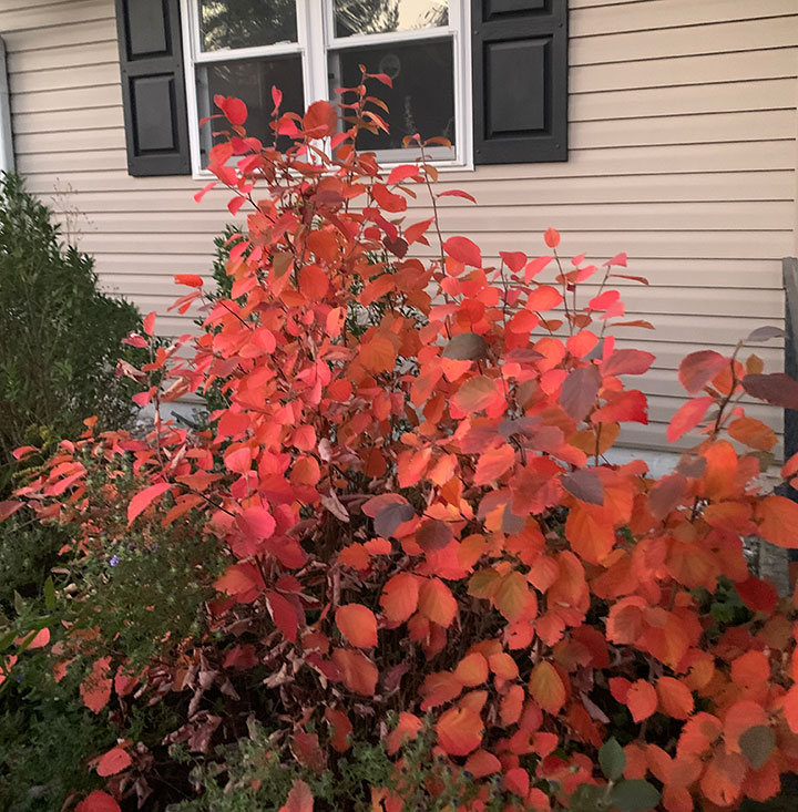 Fothergilla