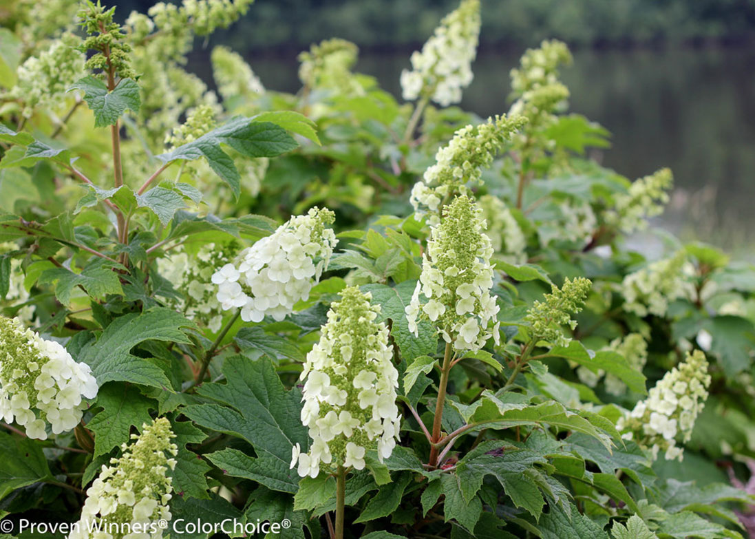 Gatsby Gal hydrangea