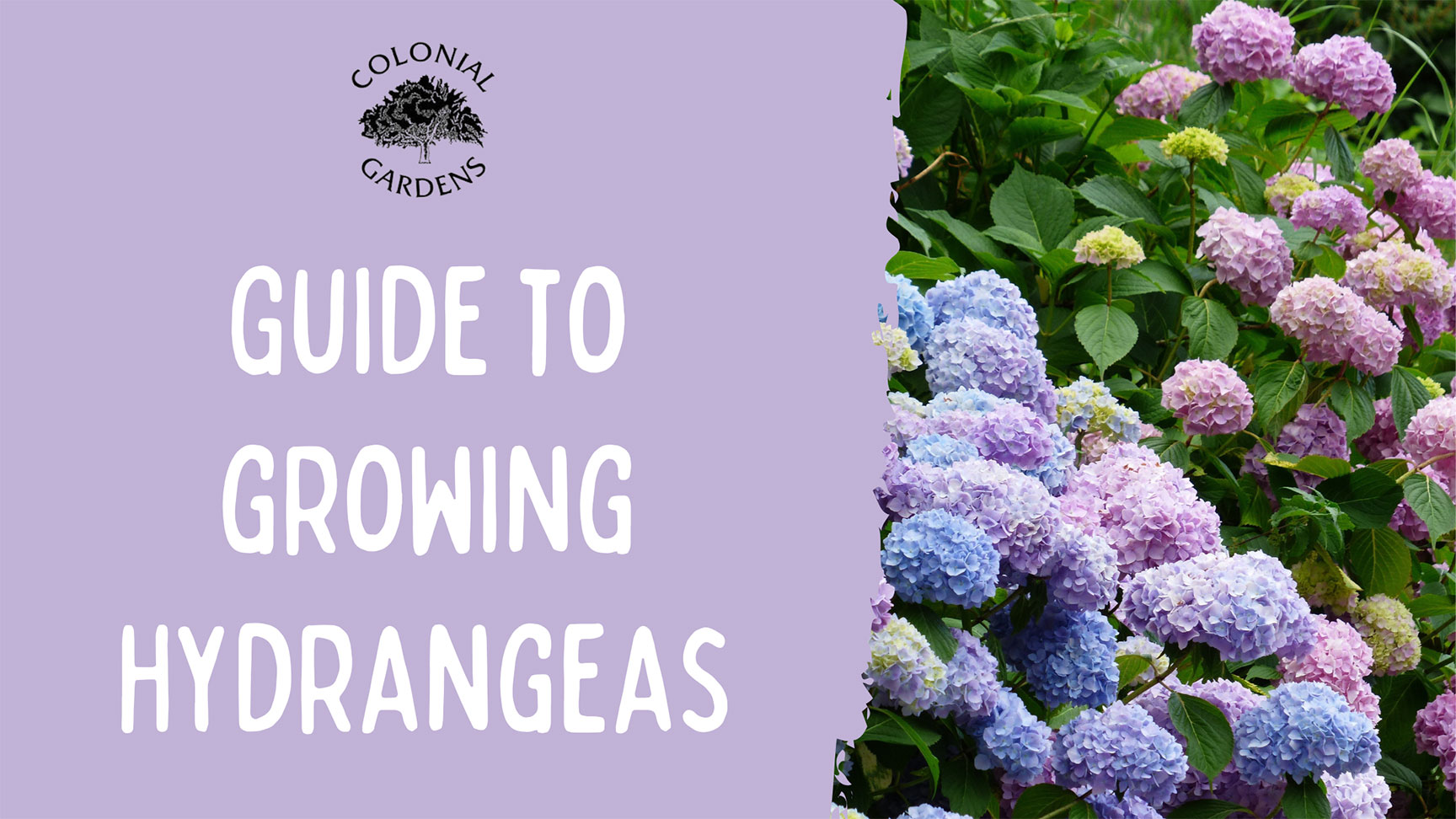 A Guide to Hydrangeas
