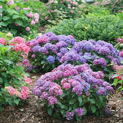 Big-leaf Hydrangeas (H. macrophylla)