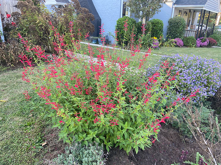 Pineapple Sage