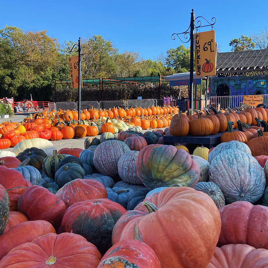 pumpkins for sale