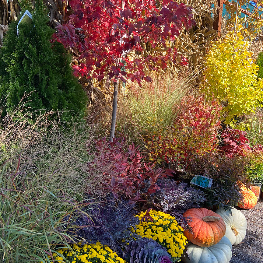fall trees and decorations