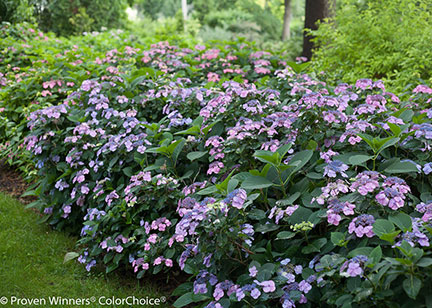 Tuff Stuff Hydrangea