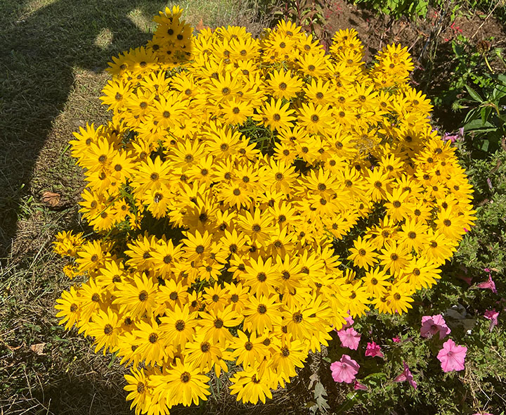 Willow-Leaf Sunflowers
