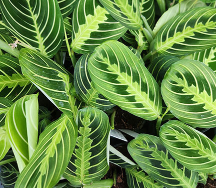 Maranta plant