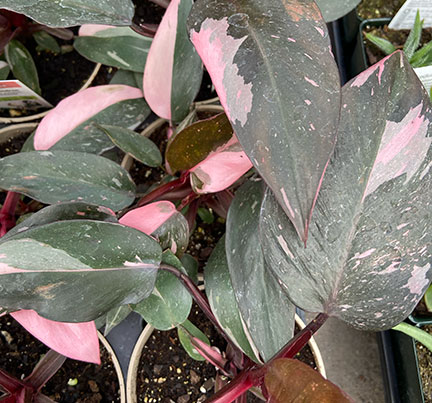 Pink Princess Philodendron