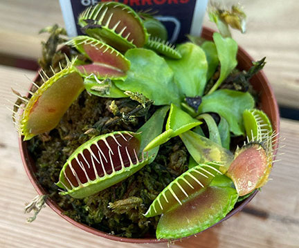 Venus Flytrap