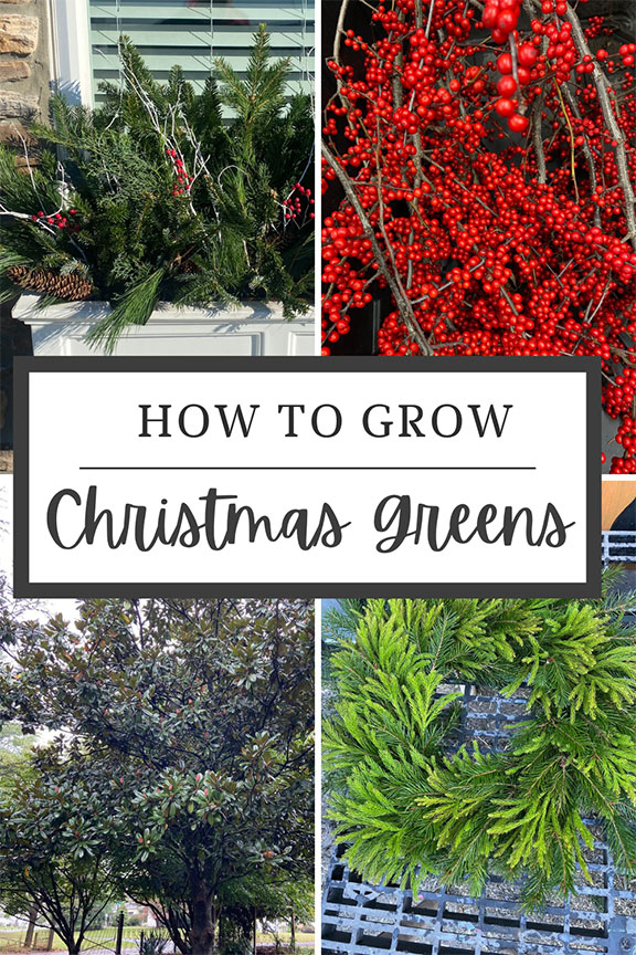 How to grow Christmas Greens