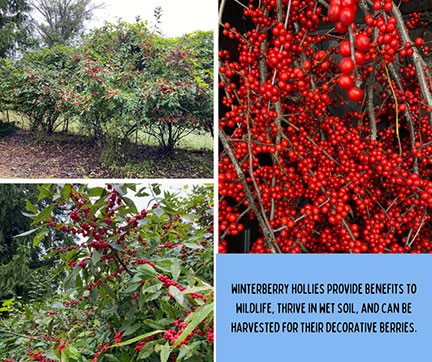 Winterberry hollies provide benefits to wildlife, thrive in wet soil, and can be harvested for their decorative berries.