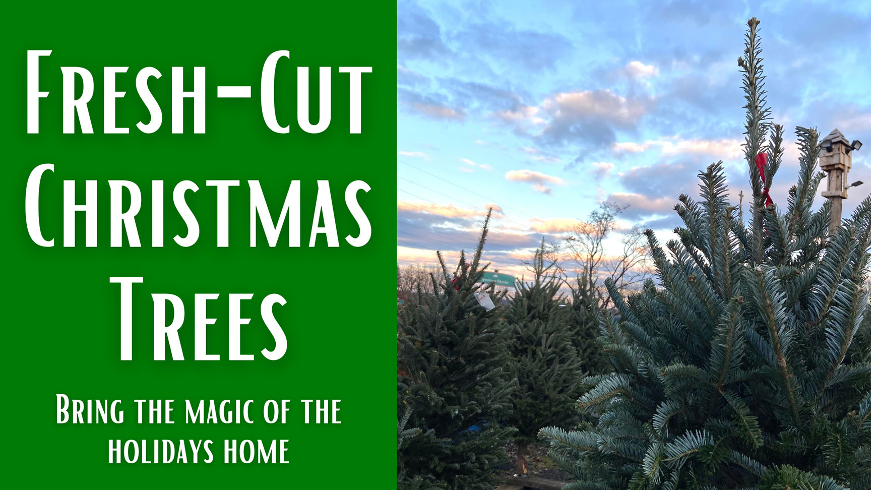 Fresh-cut Christmas trees