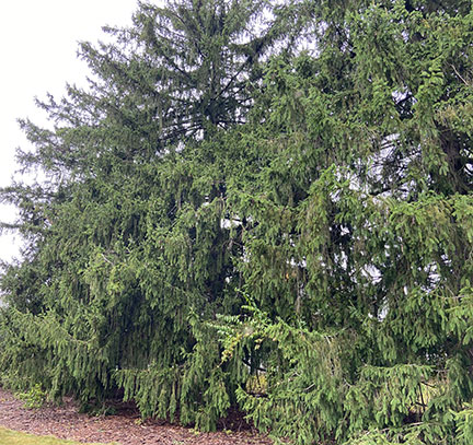 Norway Spruce