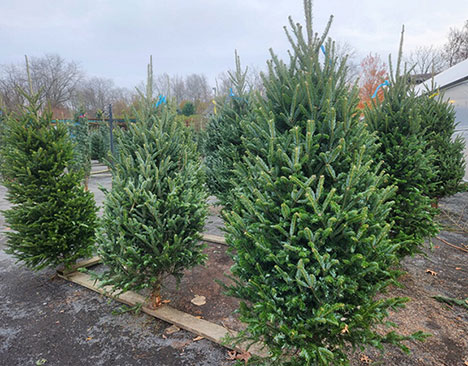 Christmas Tree Return program