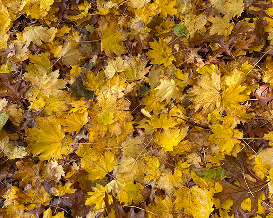 leave the fall leaves