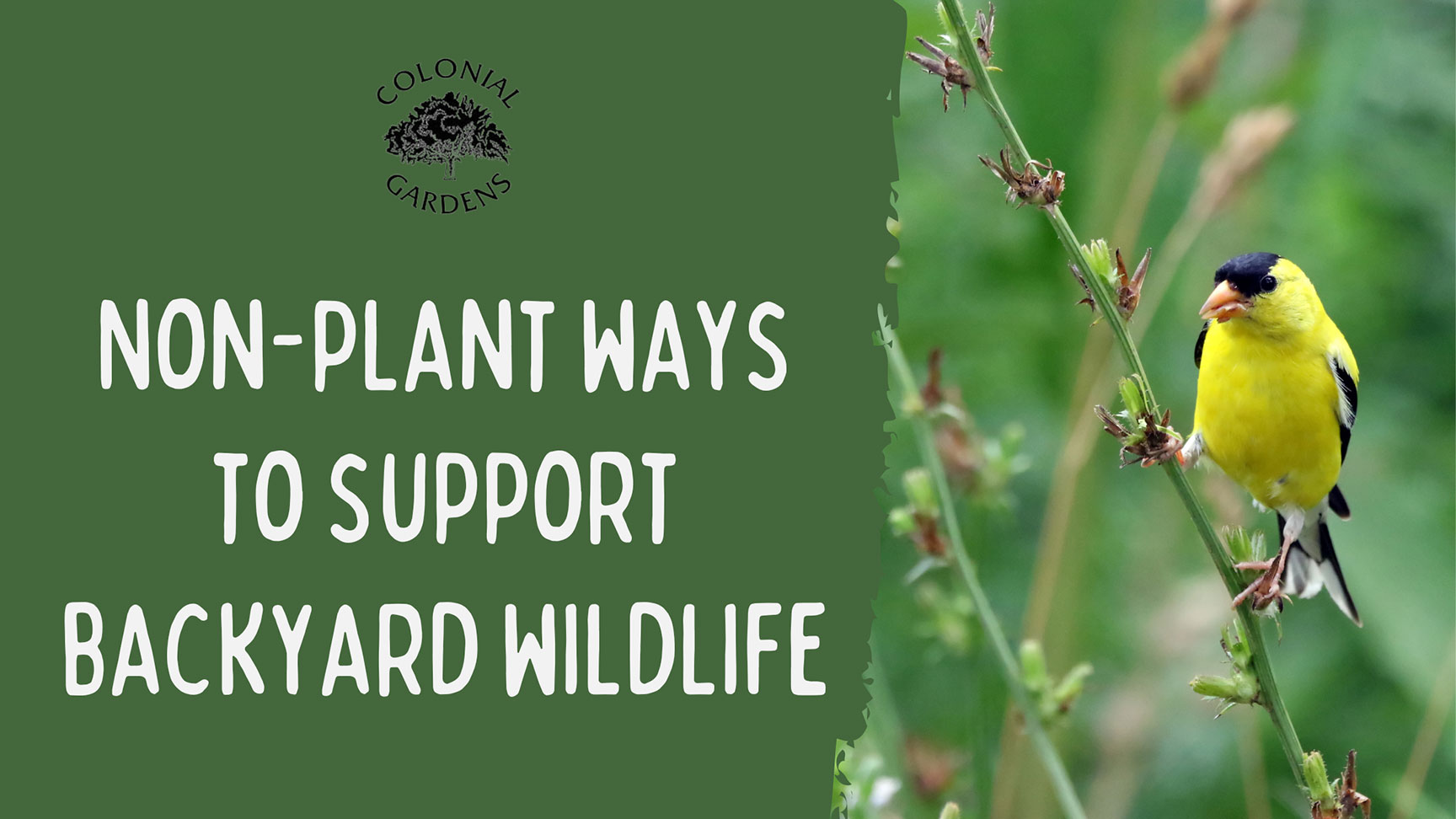 Non-Plant Ways to Support Backyard Wildlife