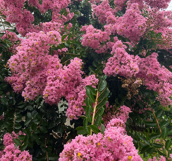 Crape Myrtle Pink