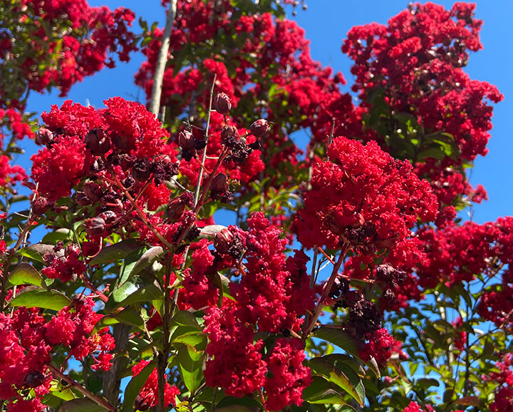Crape Myrtle red