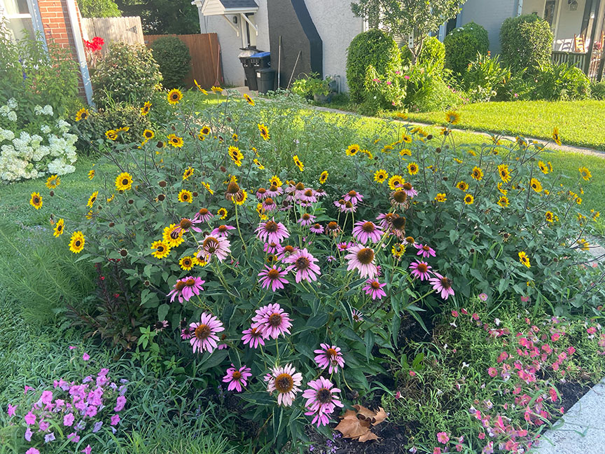 Front yard garden