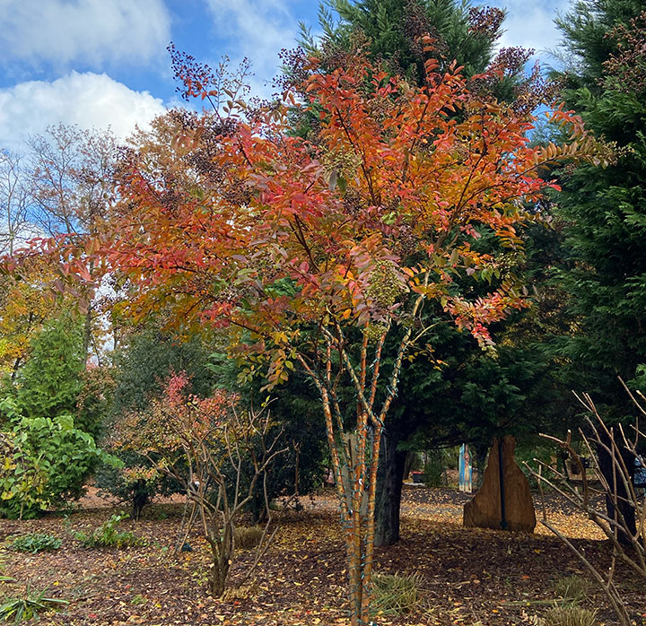 Crape Myrtle in autumn