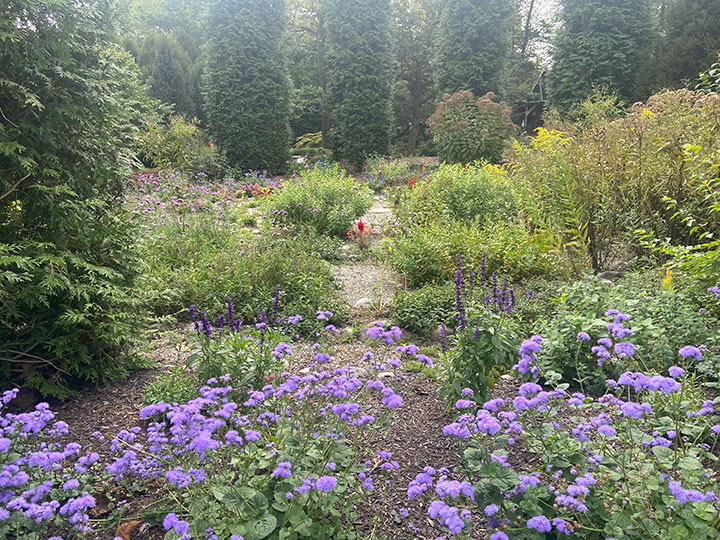 Deer resistant plants