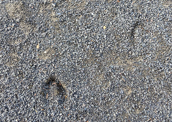 Deer tracks