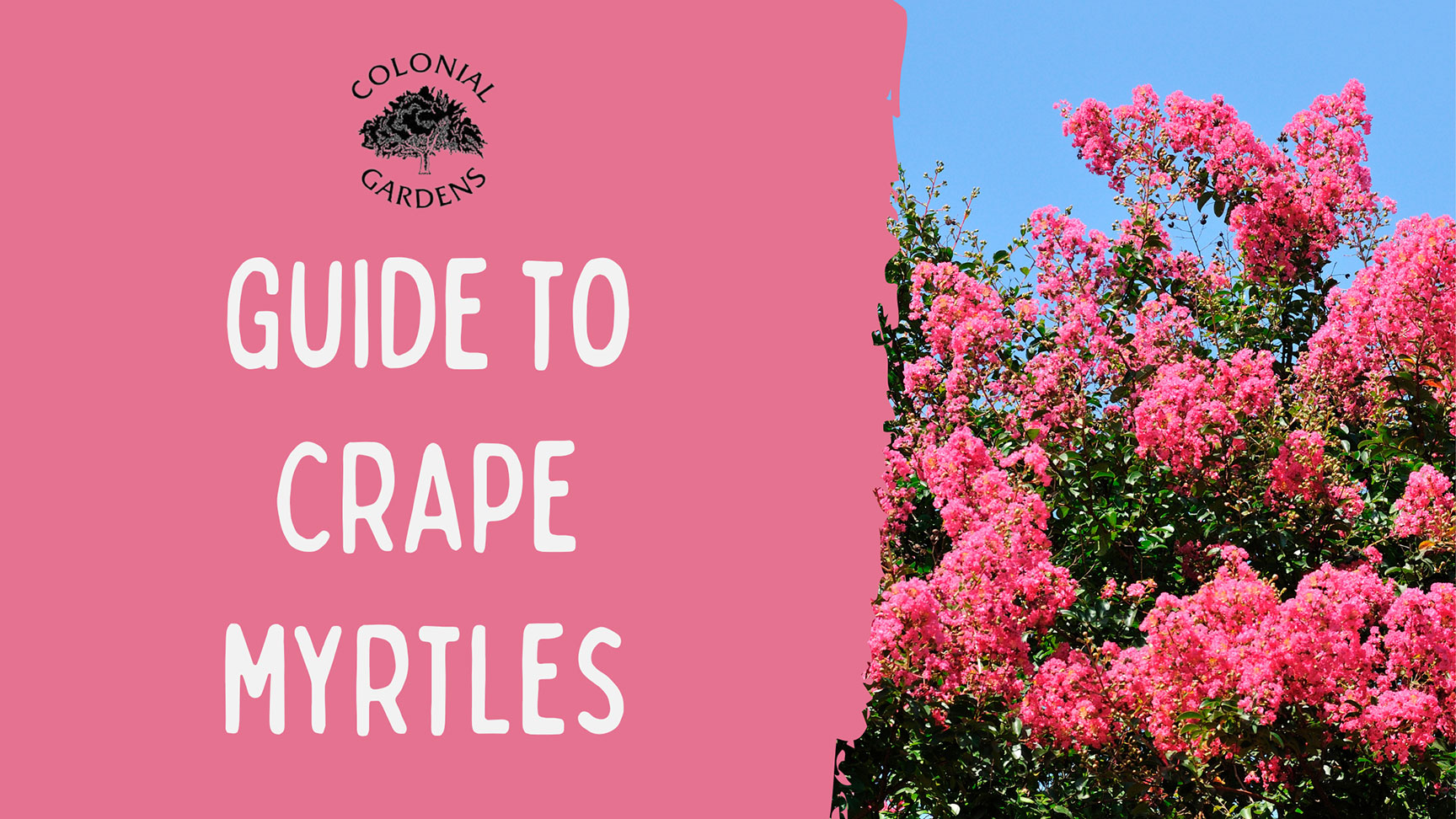 A Guide to Crape Myrtles