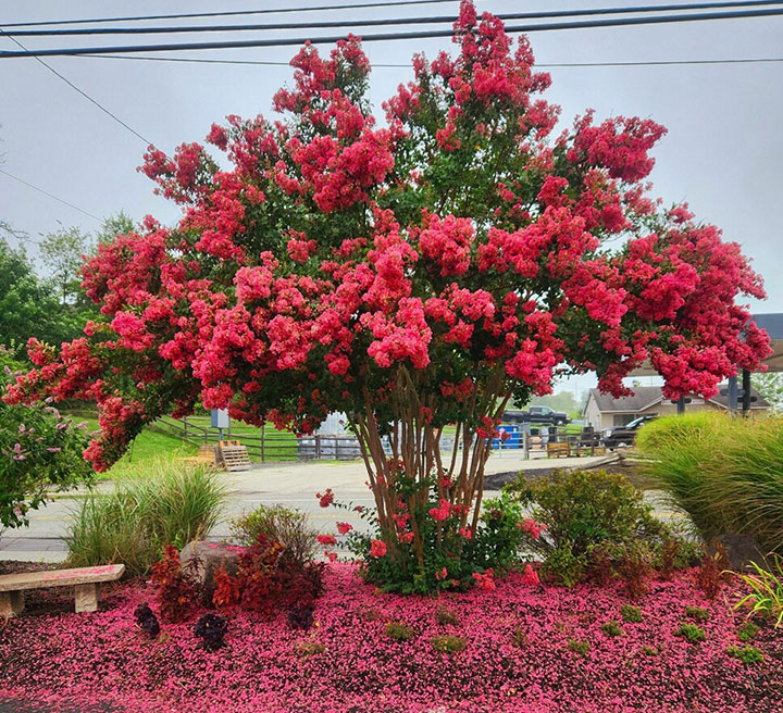 Crape Myrtle