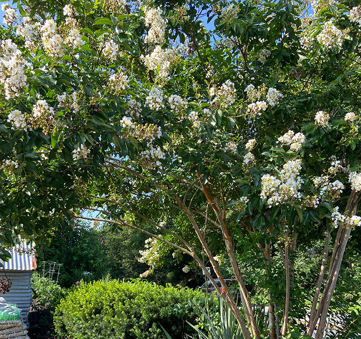 Natchez Crape Myrtle