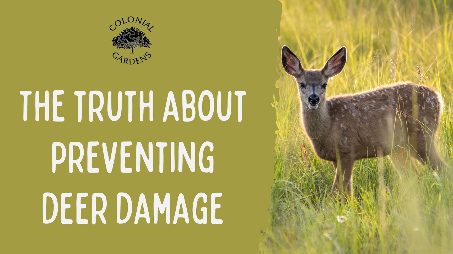 The truth about preventing deer damage